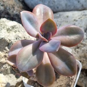 Echeveria Fantasia Carol