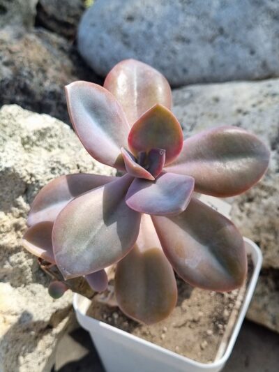 Echeveria Fantasia Carol