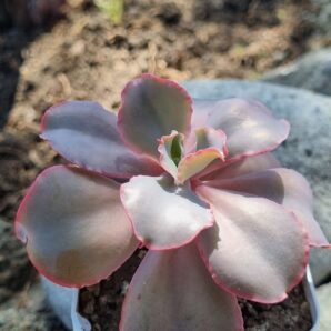 Echeveria Giant Blue