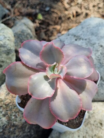 Echeveria Giant Blue - Зображення 2