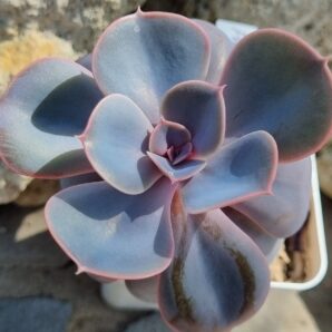 Echeveria Perle von Nurnberg