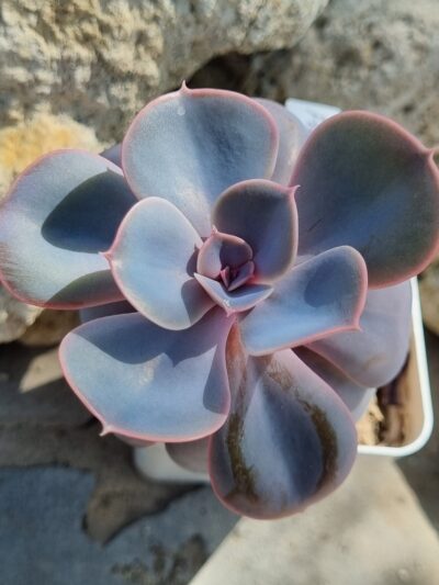 Echeveria Perle von Nurnberg