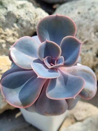 Echeveria Perle von Nurnberg - Зображення 2