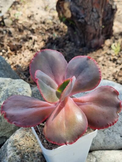 Echeveria Hibridarulosa con Caranculas - Зображення 2