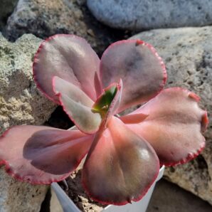 Echeveria Hibridarulosa con Caranculas
