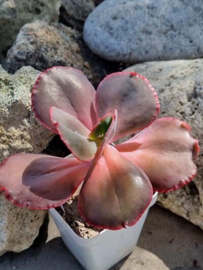 Echeveria Hibridarulosa con Caranculas