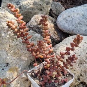 Sedum Stahlii