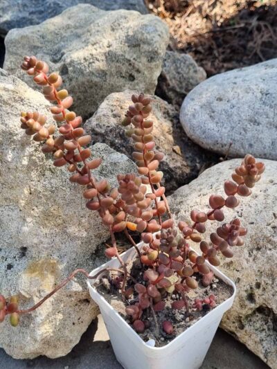 Sedum Stahlii