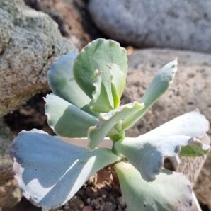 Cotyledon undulata cv Red