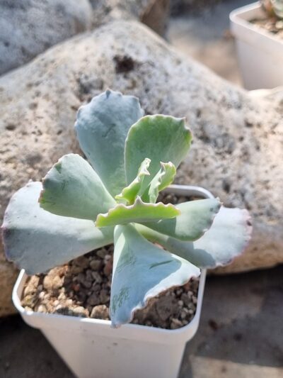 Cotyledon undulata cv Red - Зображення 2