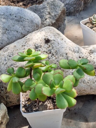 Cotyledon Eliseae - Зображення 2