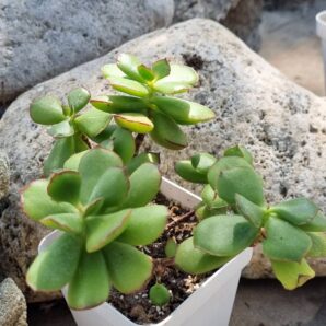 Cotyledon Eliseae