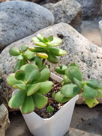 Cotyledon Eliseae