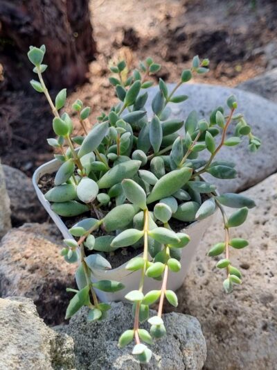 Cotyledon Papillaris Pixie Bean - Зображення 2
