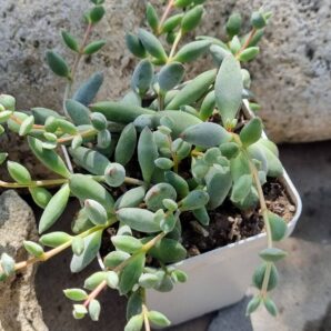 Cotyledon Papillaris Pixie Bean