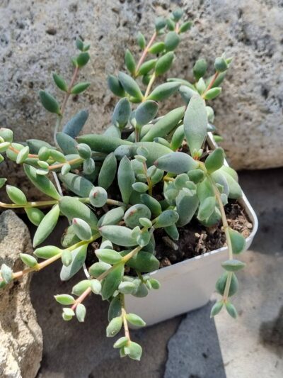 Cotyledon Papillaris Pixie Bean
