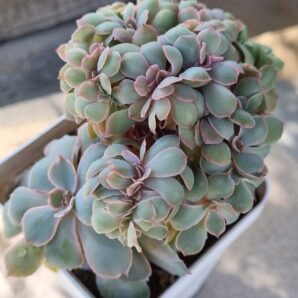 Echeveria Florence cristata