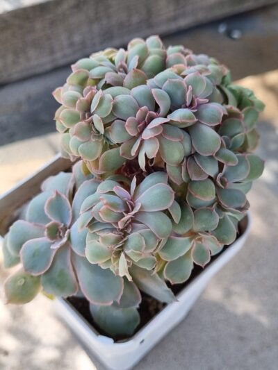Echeveria Florence cristata