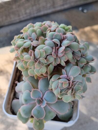 Echeveria Florence cristata - Зображення 2