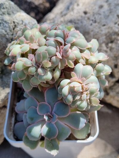 Echeveria Florence cristata - Зображення 3