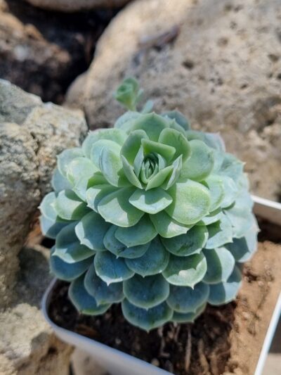 Echeveria Snow Ball - Зображення 2