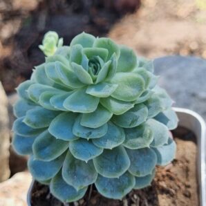 Echeveria Snow Ball