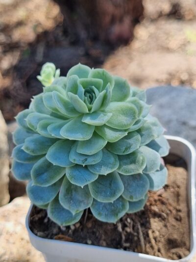 Echeveria Snow Ball