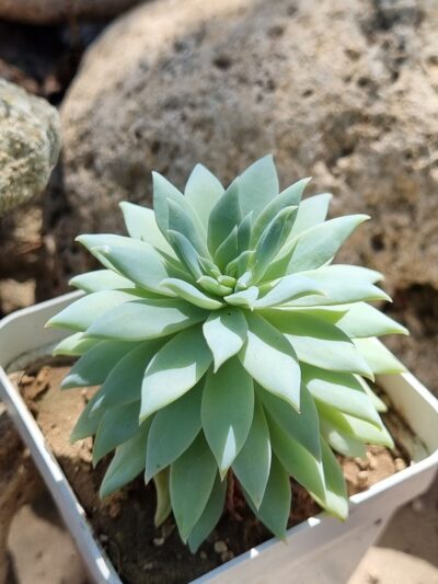 Echeveria Fanfara - Зображення 2