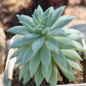Echeveria Fanfara
