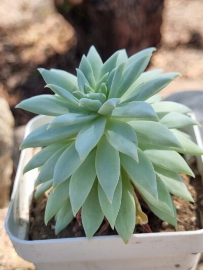 Echeveria Fanfara