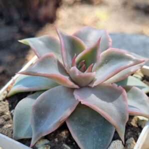 Echeveria Madiba