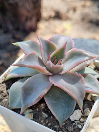 Echeveria Madiba