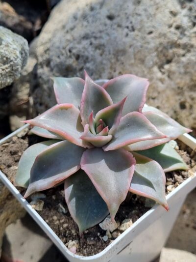 Echeveria Madiba - Зображення 2