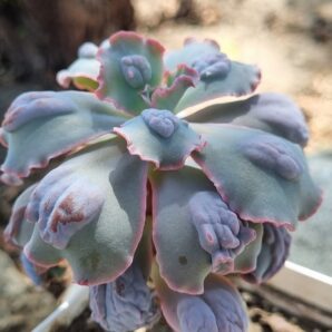 Echeveria Midway
