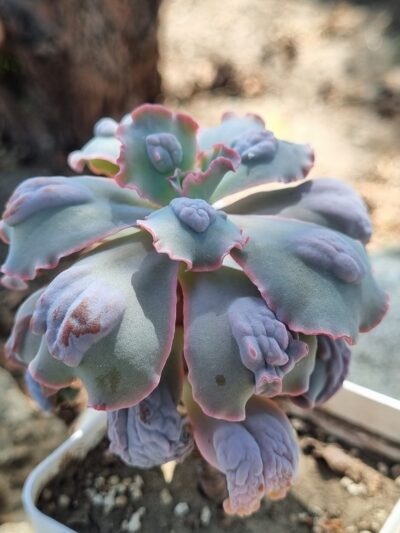 Echeveria Midway
