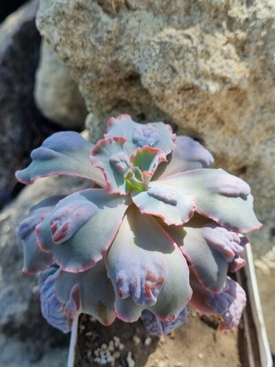 Echeveria Midway - Зображення 2