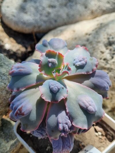 Echeveria Midway - Зображення 3