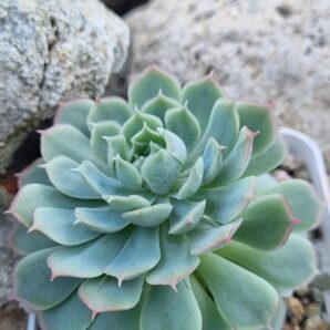Echeveria Red Hole