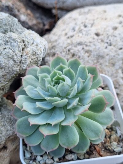 Echeveria Red Hole - Зображення 2