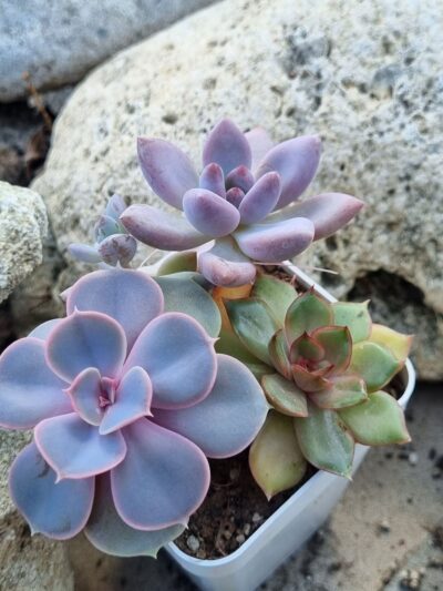 Набір сукулентів (Echeveria) - Зображення 2