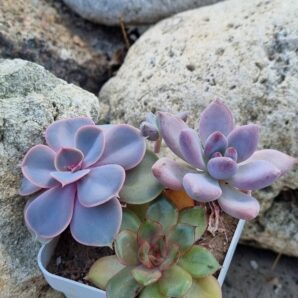 Набір сукулентів (Echeveria)