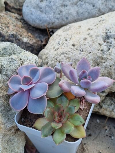 Набір сукулентів (Echeveria)