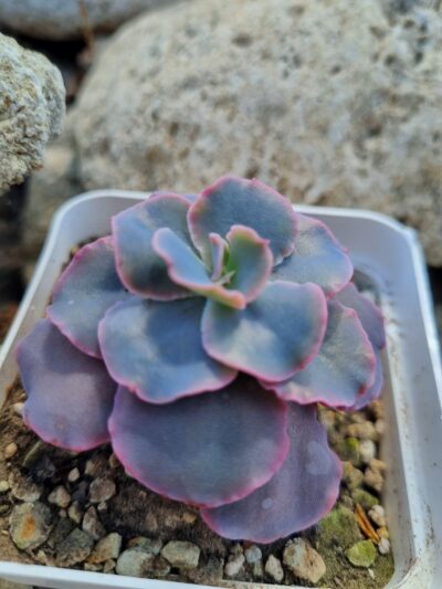Echeveria Blue Curls - Зображення 3