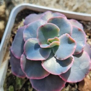 Echeveria Blue Curls