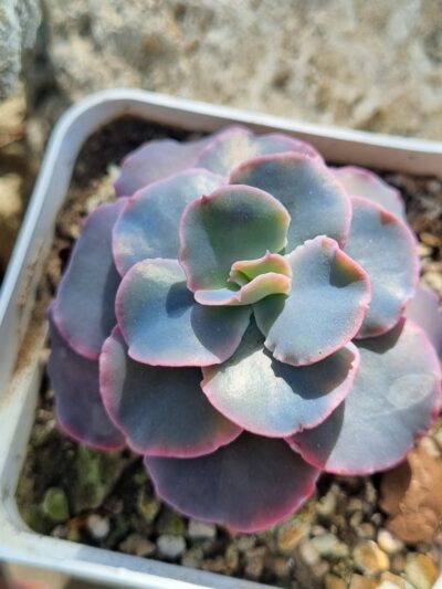 Echeveria Blue Curls