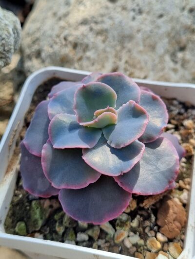 Echeveria Blue Curls - Зображення 2