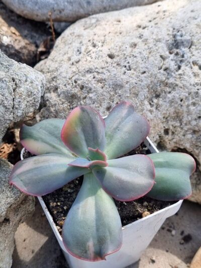 Echeveria Julia var - Зображення 2