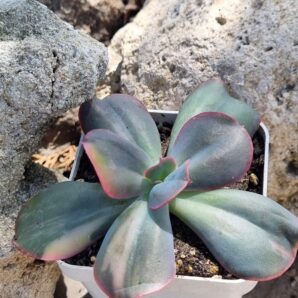 Echeveria Julia var