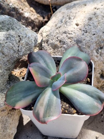Echeveria Julia var