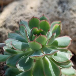 Echeveria Dream rose